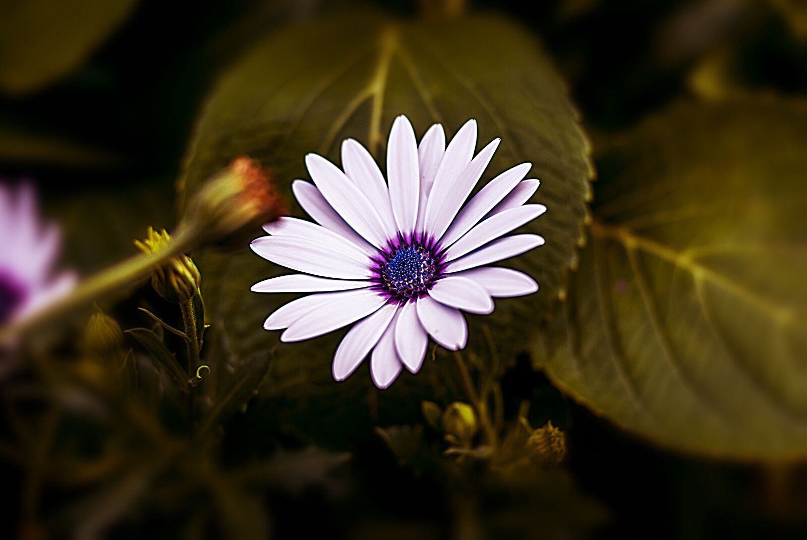 Nikon D60 sample photo. Flower, nature, romantic photography