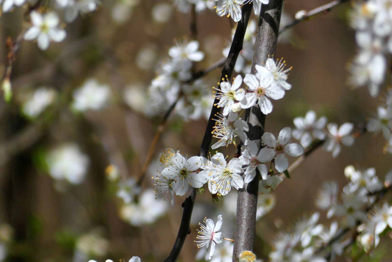 Panasonic Lumix DMC-FZ300 sample photo. Spring, flowers, flowering photography