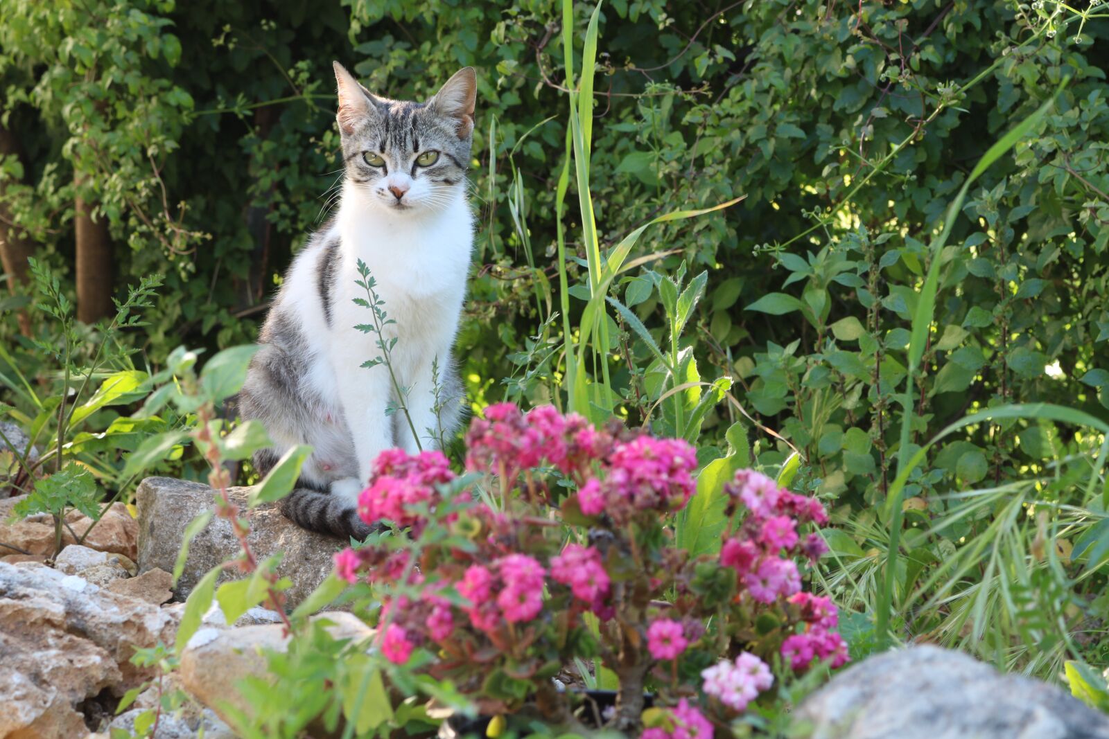 Canon EOS 750D (EOS Rebel T6i / EOS Kiss X8i) sample photo. Cat, kitten, tree photography