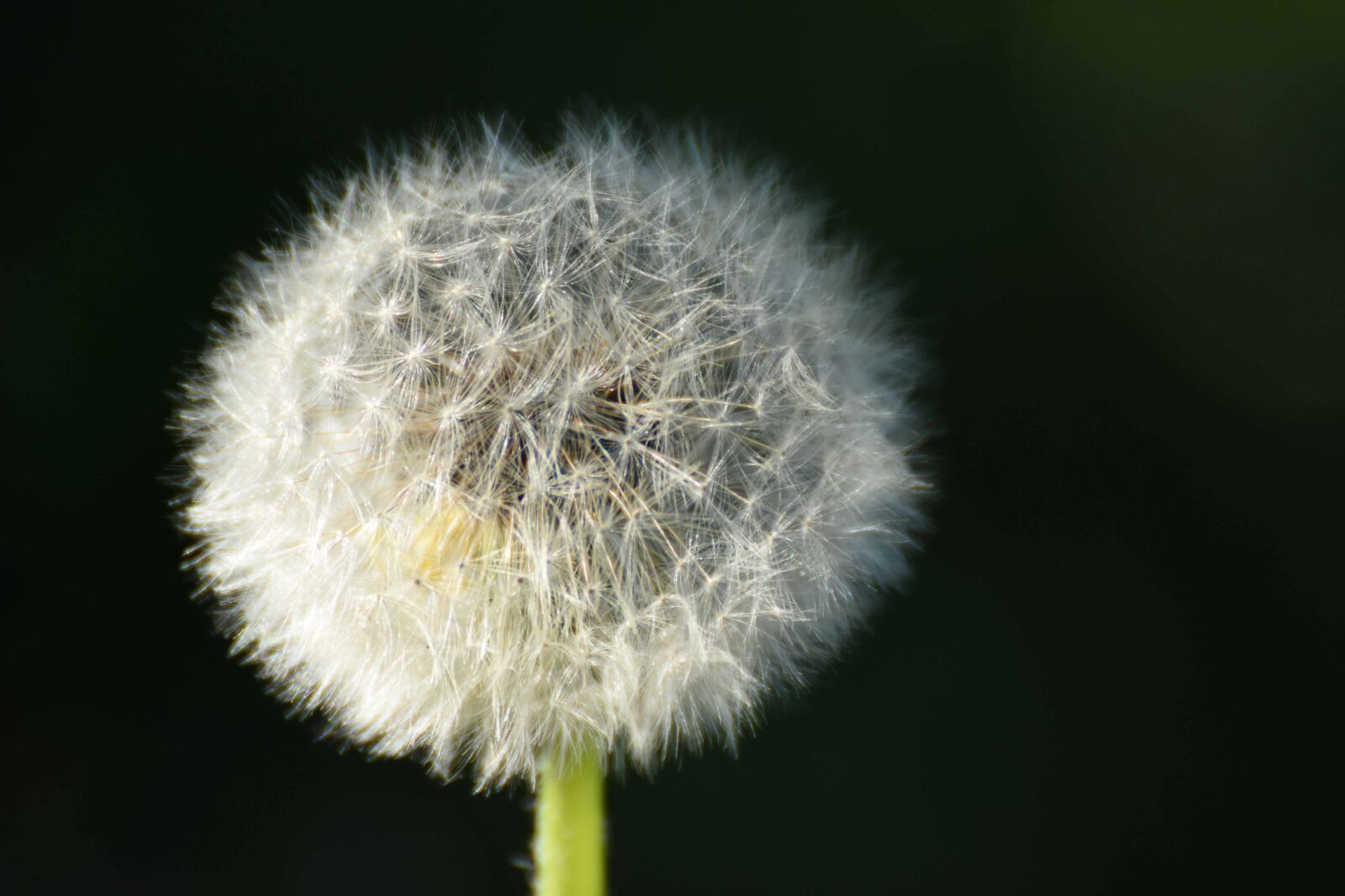 Nikon D7200 sample photo. Dandelion, plant, flower photography