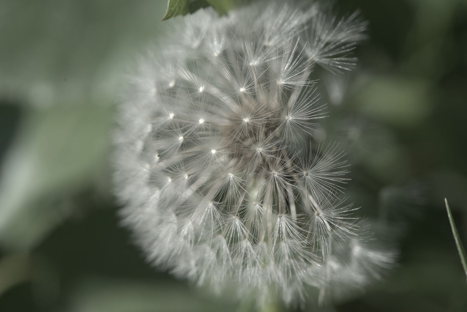 Nikon D800 sample photo. Nature, dandelion, flower photography