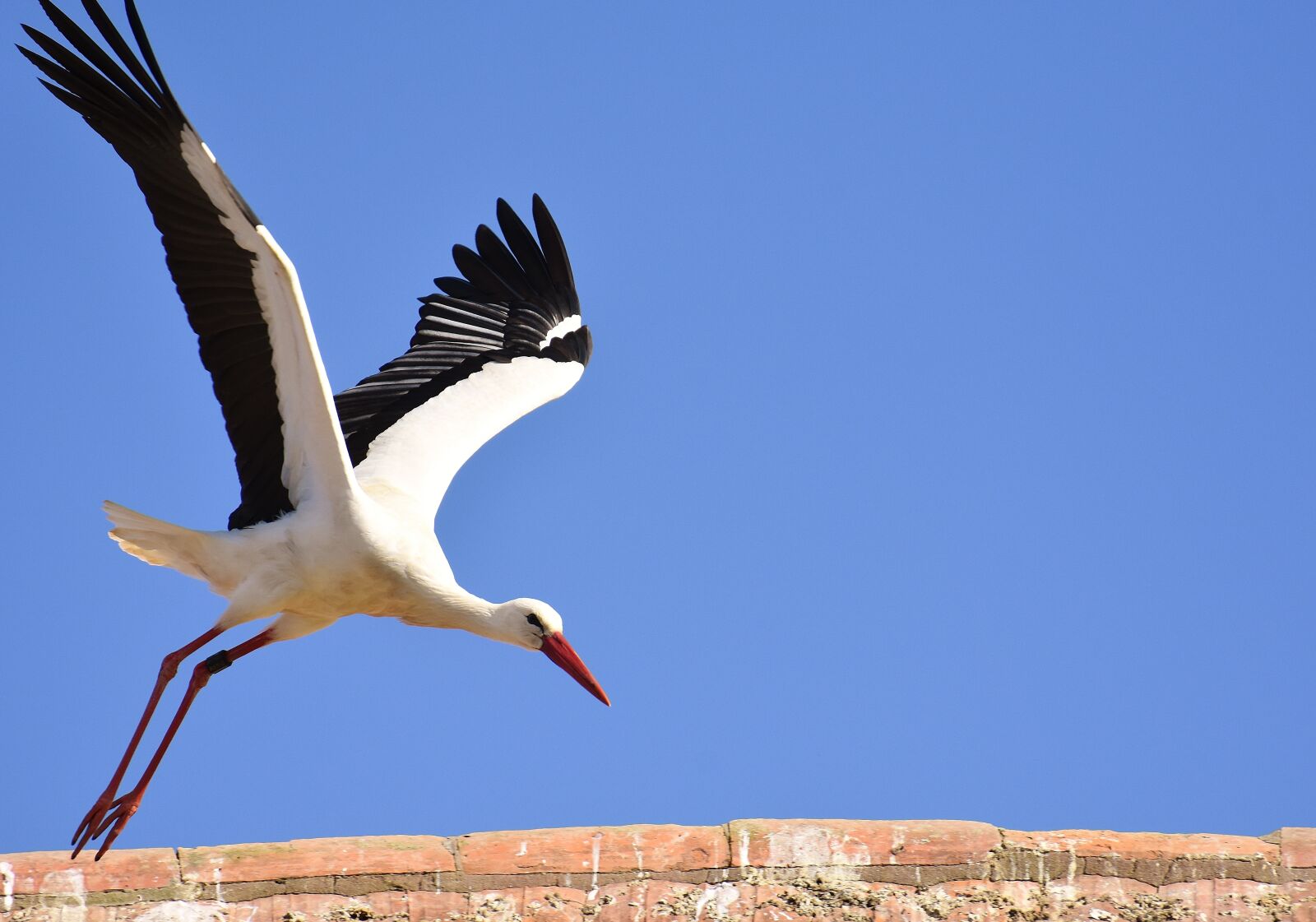Nikon D7200 sample photo. Stork, bird, flying photography
