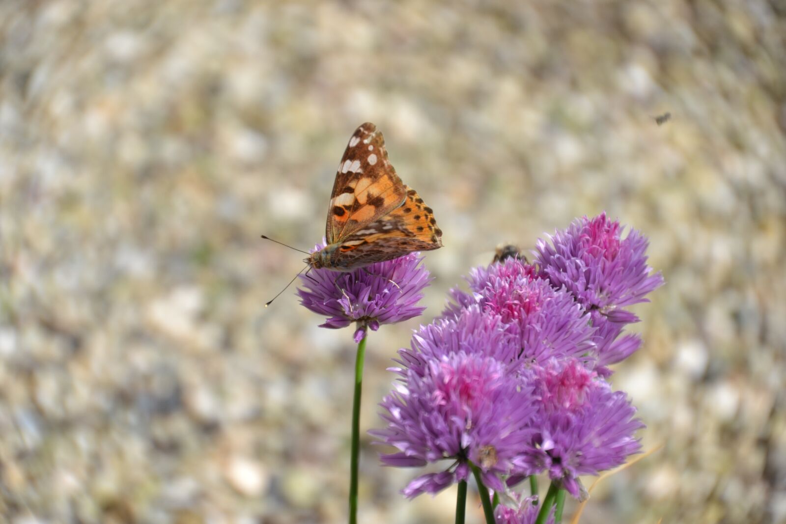 Nikon D3100 sample photo. Butterfly, vanessa cardui, in photography