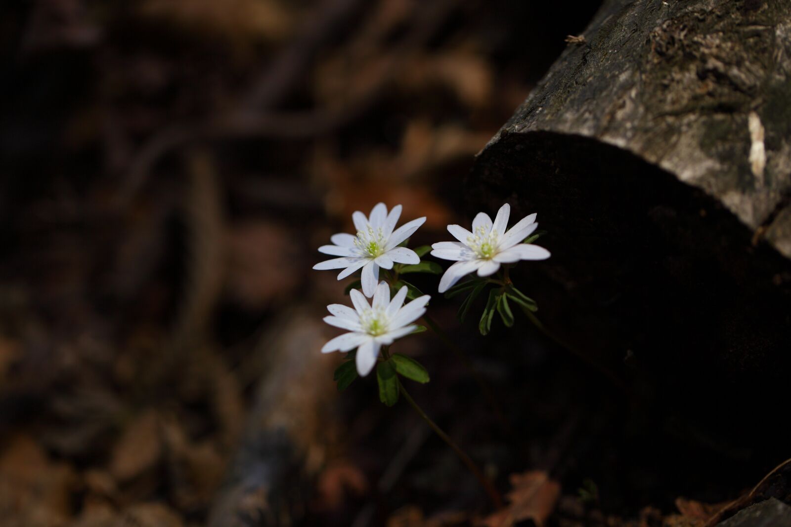Canon EOS 5D Mark II sample photo. Nature, plants, outdoors photography