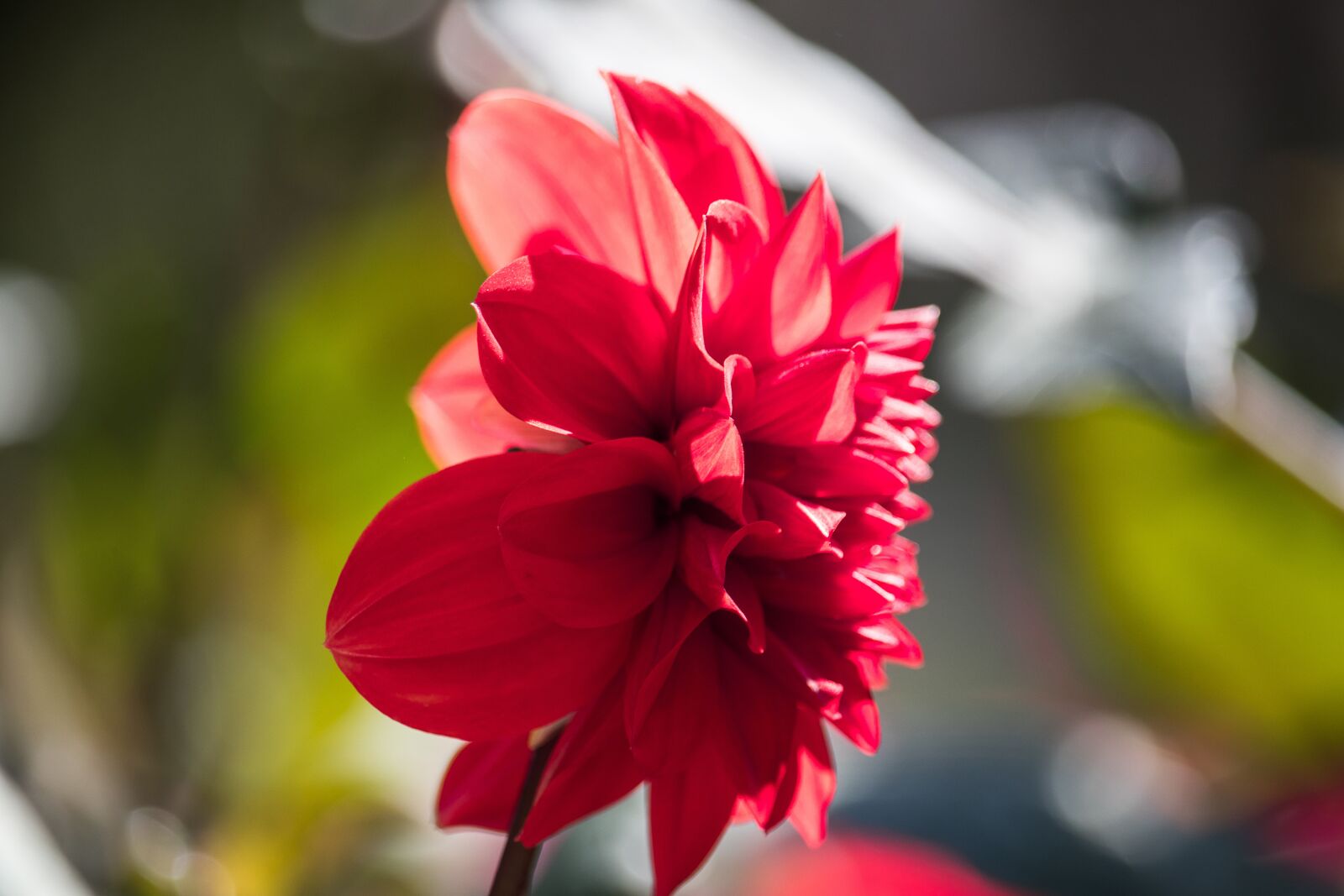 Canon EF-S 55-250mm F4-5.6 IS STM sample photo. Dahlia, blossom, bloom photography