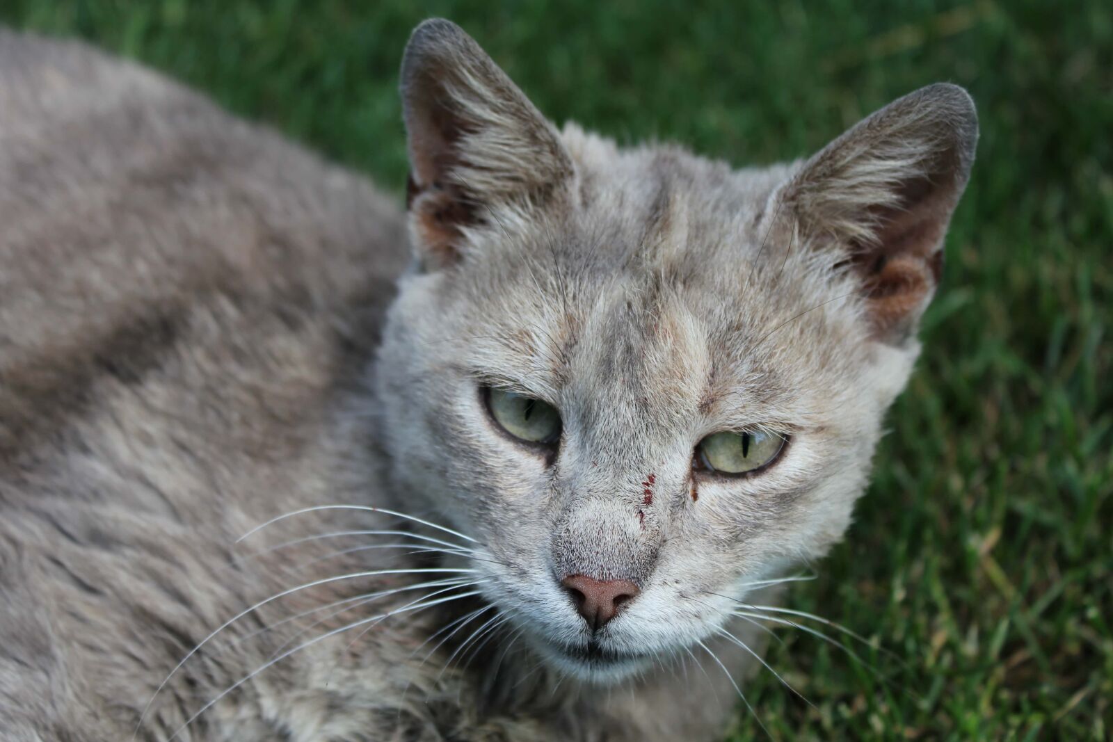 Canon EF-S 18-55mm F3.5-5.6 IS sample photo. Grey, domestic cat, nose photography