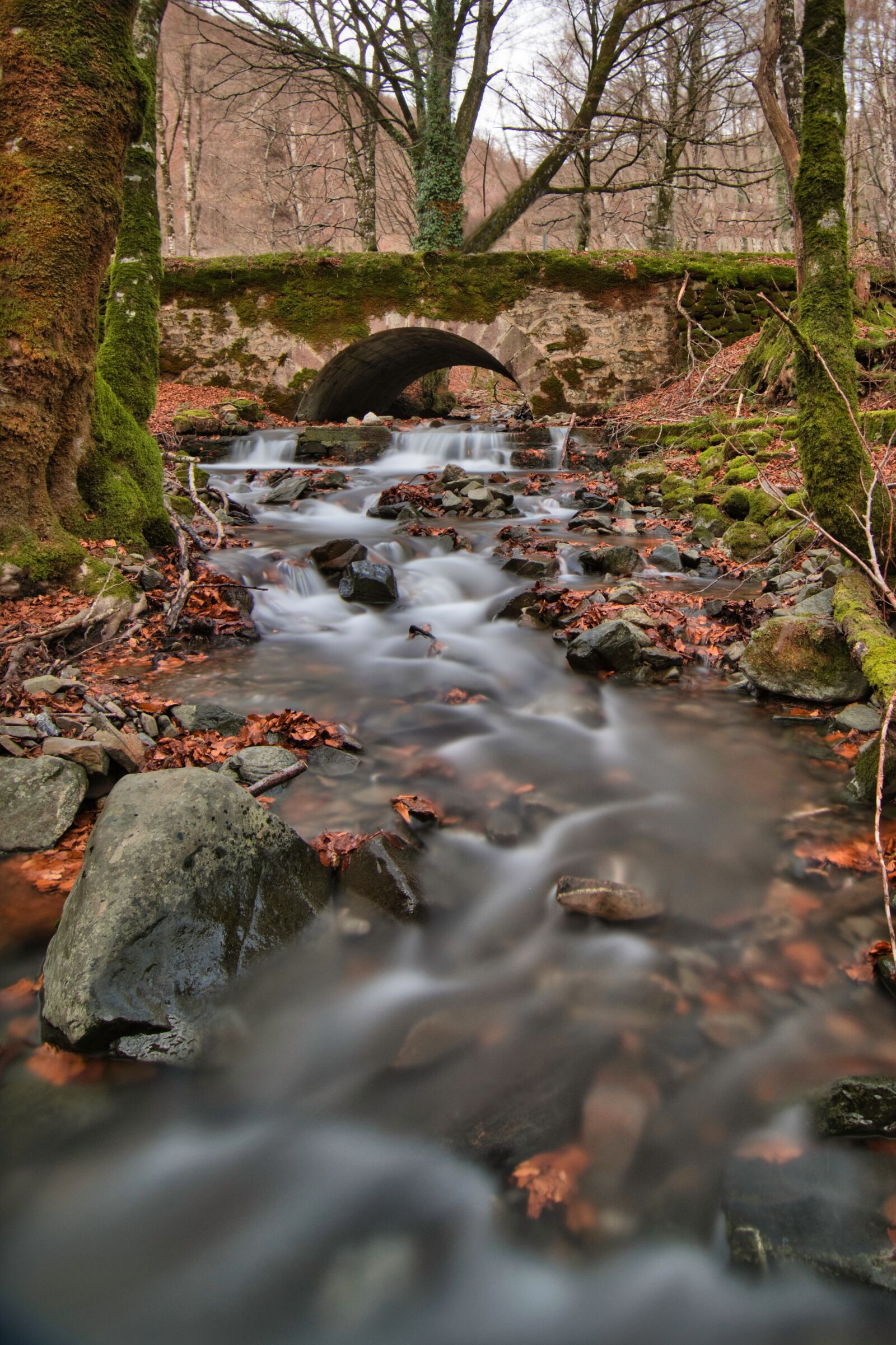 Nikon D500 sample photo. River, forest, landscape photography