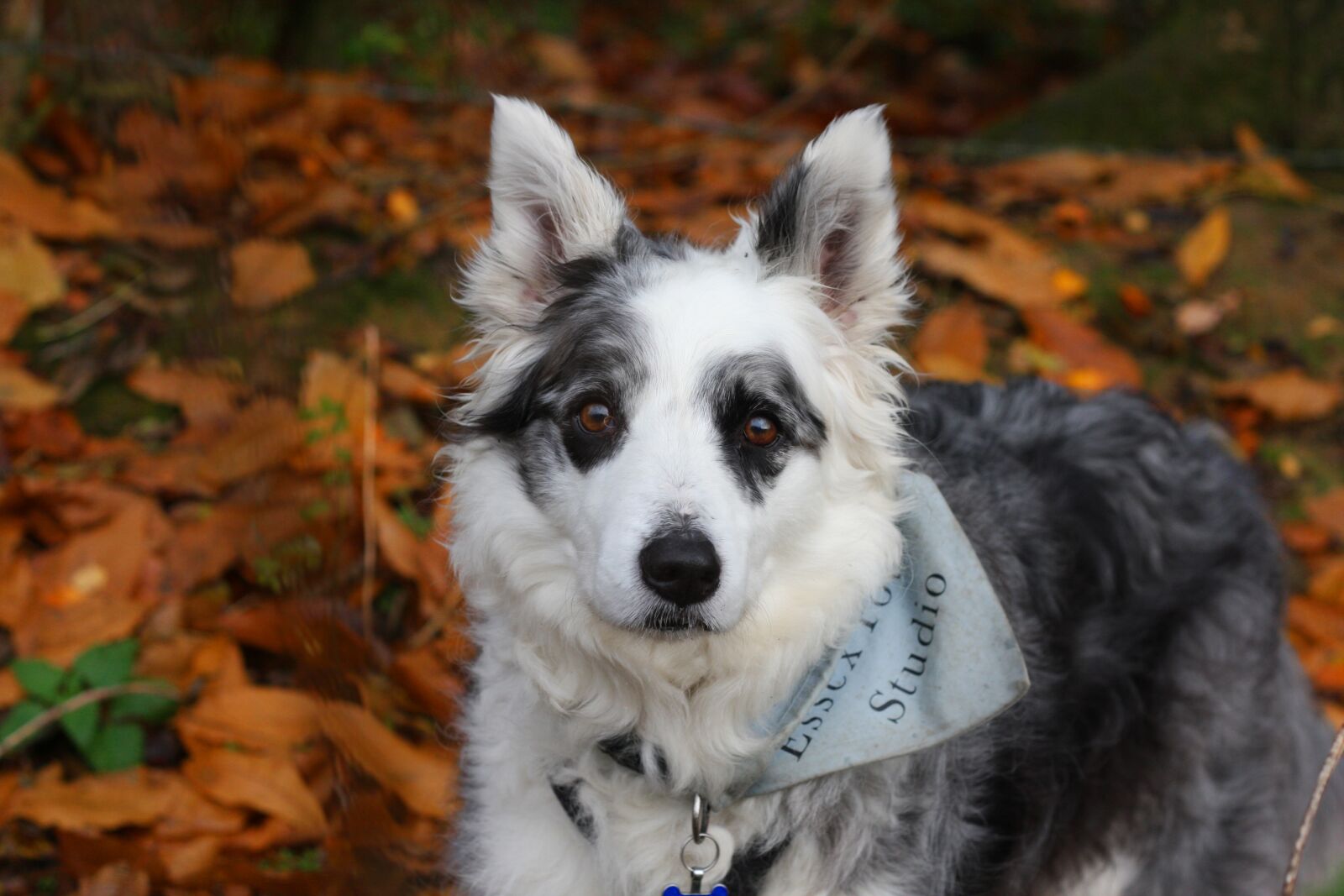Canon EOS 40D sample photo. Border collie, dog, collie photography