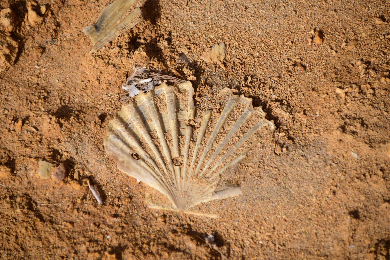 Nikon D3300 sample photo. Shell, shell imprint, petrified photography