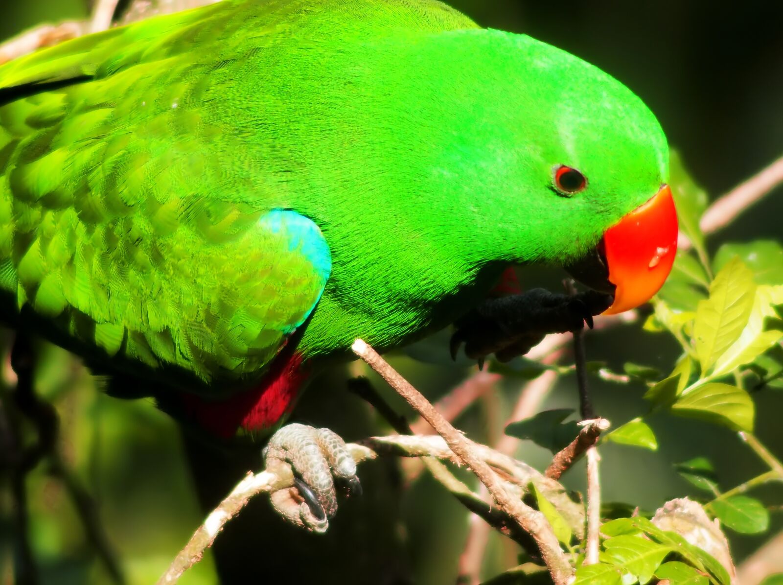 Olympus OM-D E-M1 sample photo. Male eclectus parrot, outdoor photography