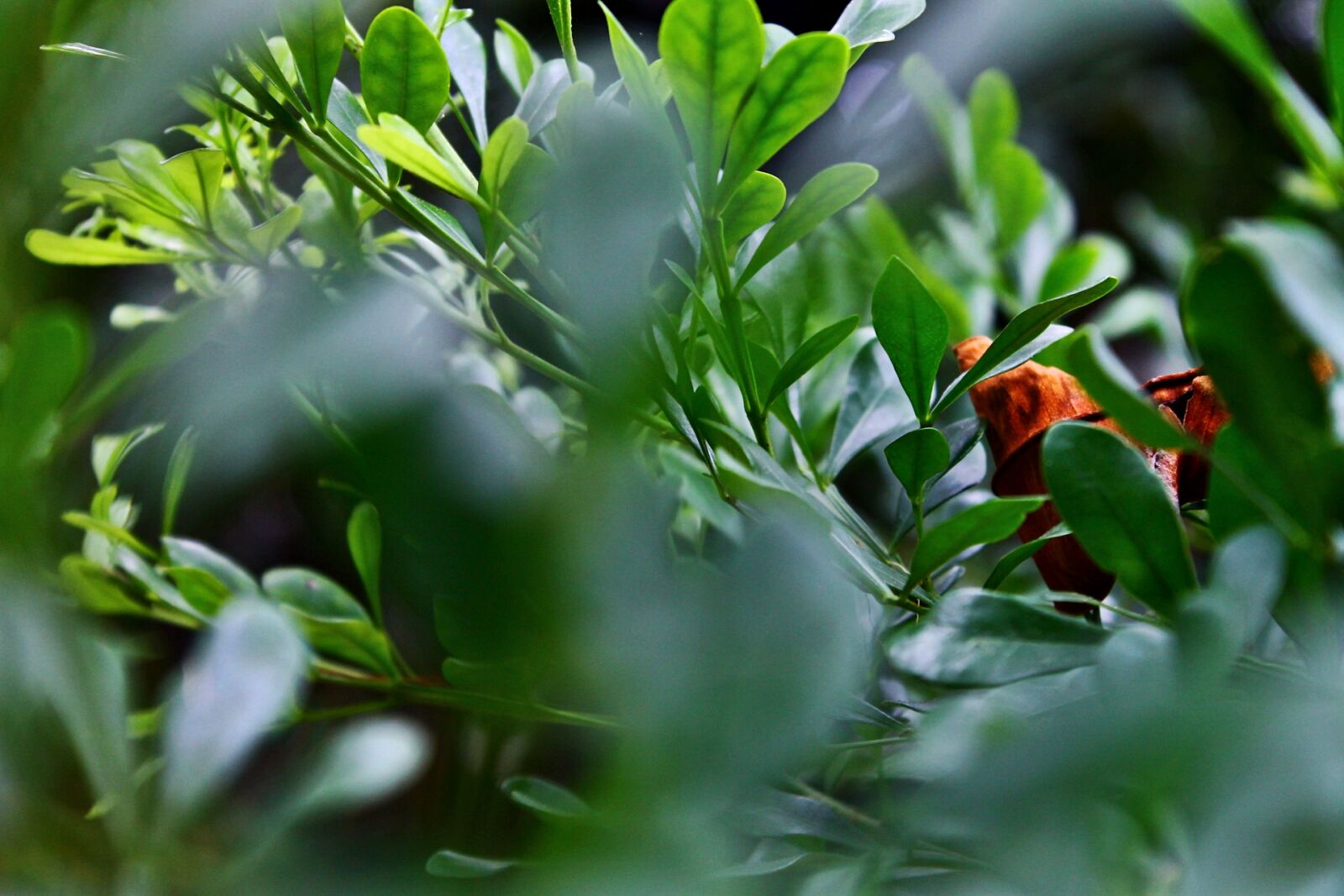Canon EOS 1100D (EOS Rebel T3 / EOS Kiss X50) sample photo. Calm, dark, forest, green photography