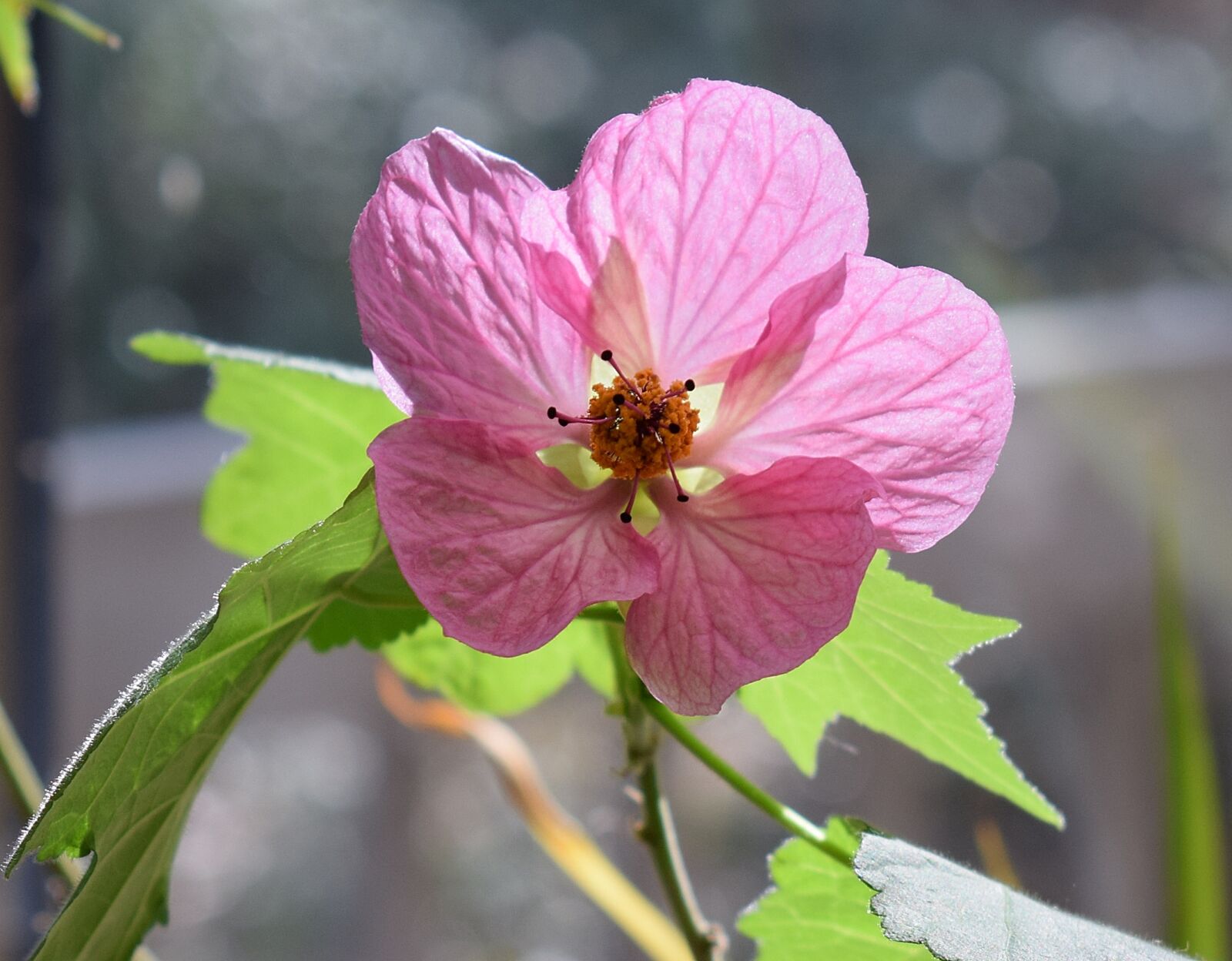 Nikon D3300 sample photo. Flowering maple, container plant photography
