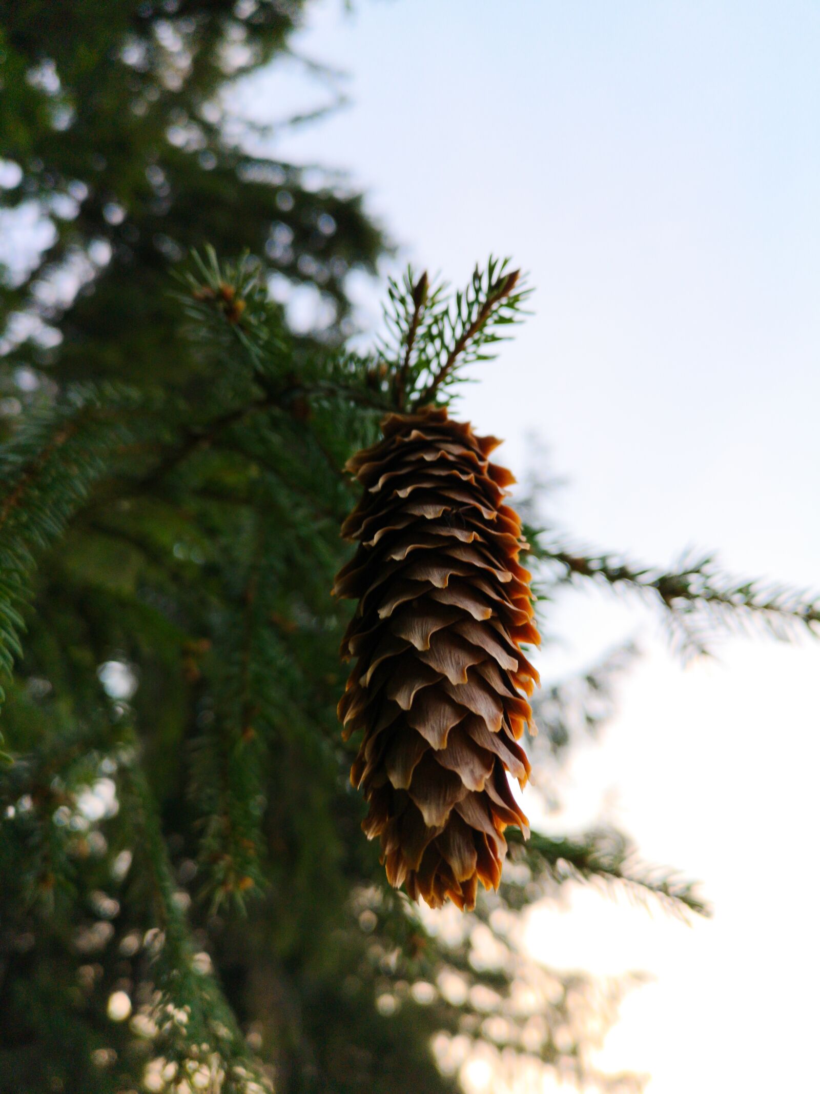 HUAWEI CLT-L29 sample photo. Pine cones, sun, forest photography