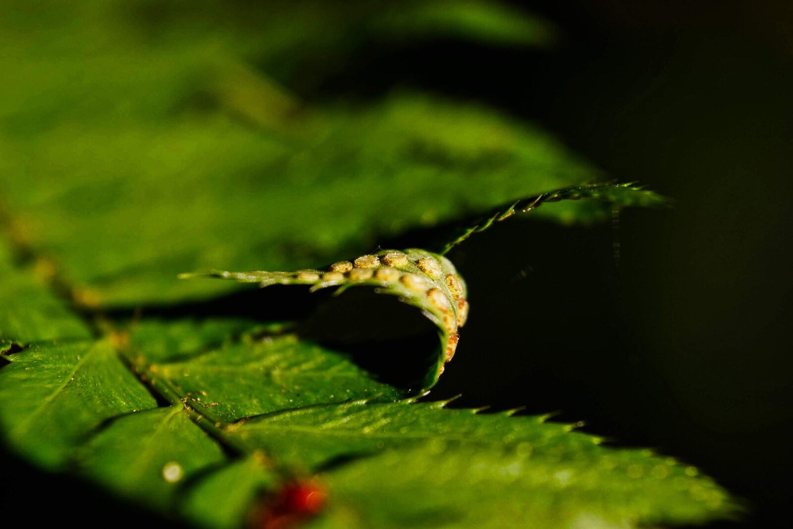 Canon EOS 20D sample photo. Ferns, spores, plant photography