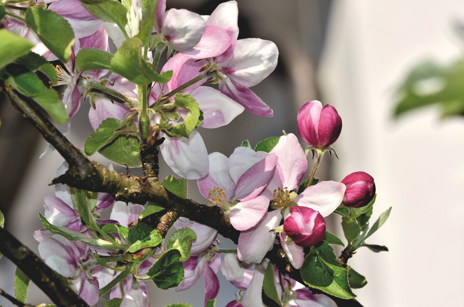 Nikon D7200 sample photo. Apple blossom, flowers, apple photography