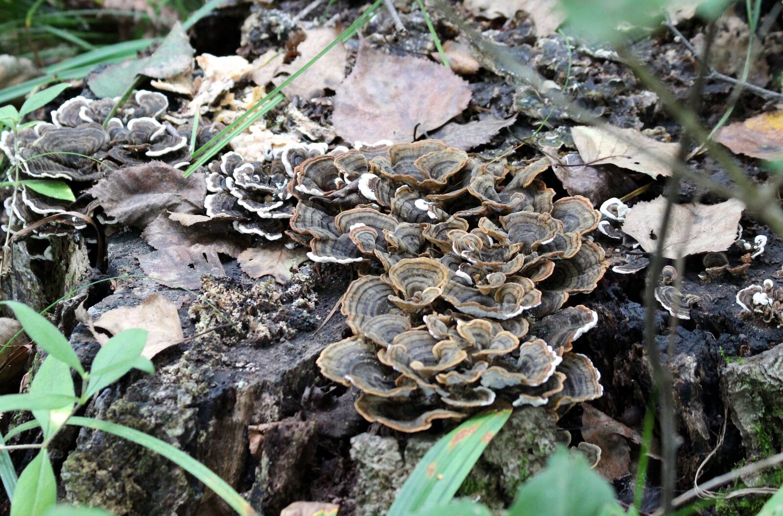 Canon EOS 650D (EOS Rebel T4i / EOS Kiss X6i) sample photo. Mushrooms, stump, mouldering stump photography