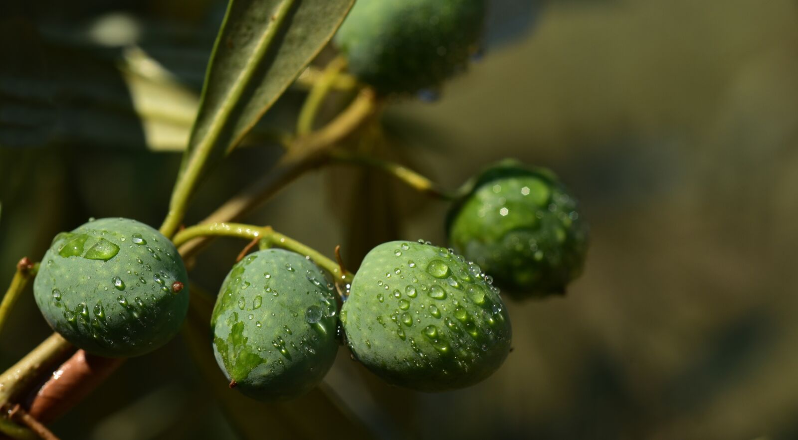 Nikon D750 sample photo. Olives, green, food photography