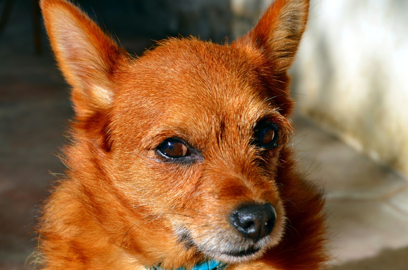 Nikon D5100 sample photo. Doggie, dog, look photography