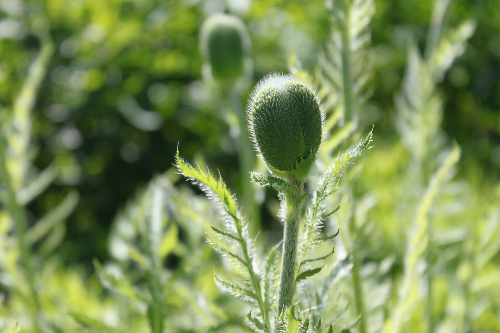 Canon EOS 500D (EOS Rebel T1i / EOS Kiss X3) sample photo. Poppy, flowers, nature photography