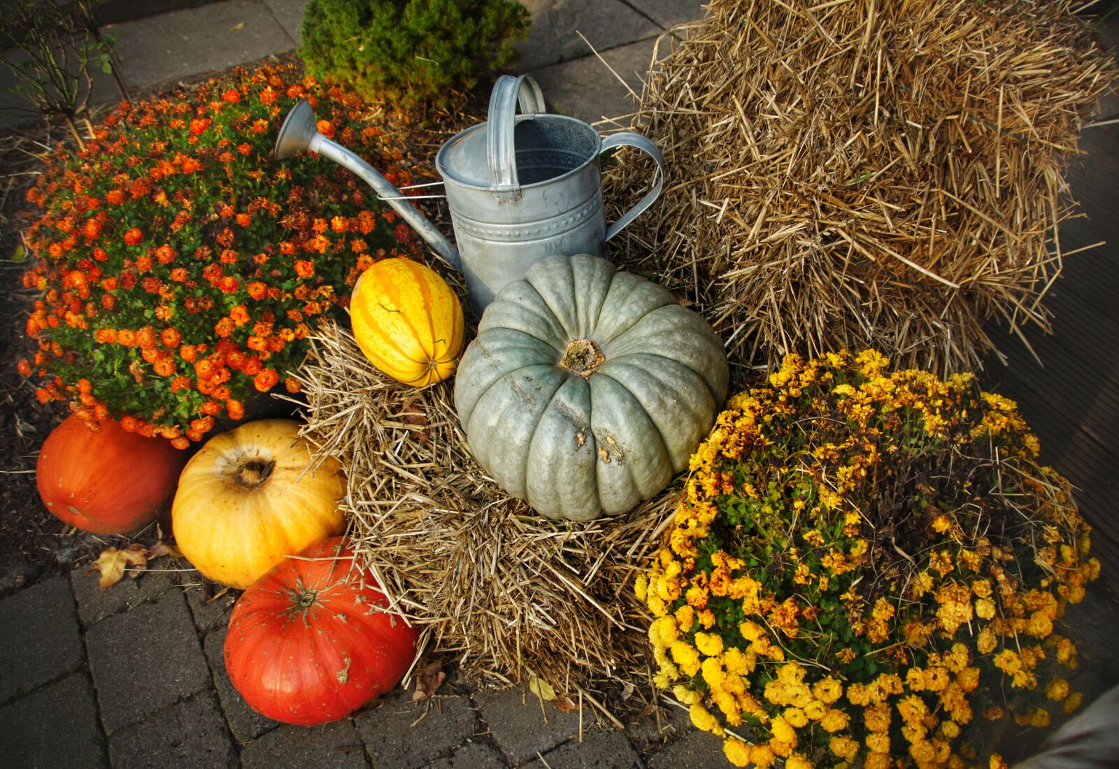 Sony SLT-A58 sample photo. Thanksgiving, pumpkins, halloween photography