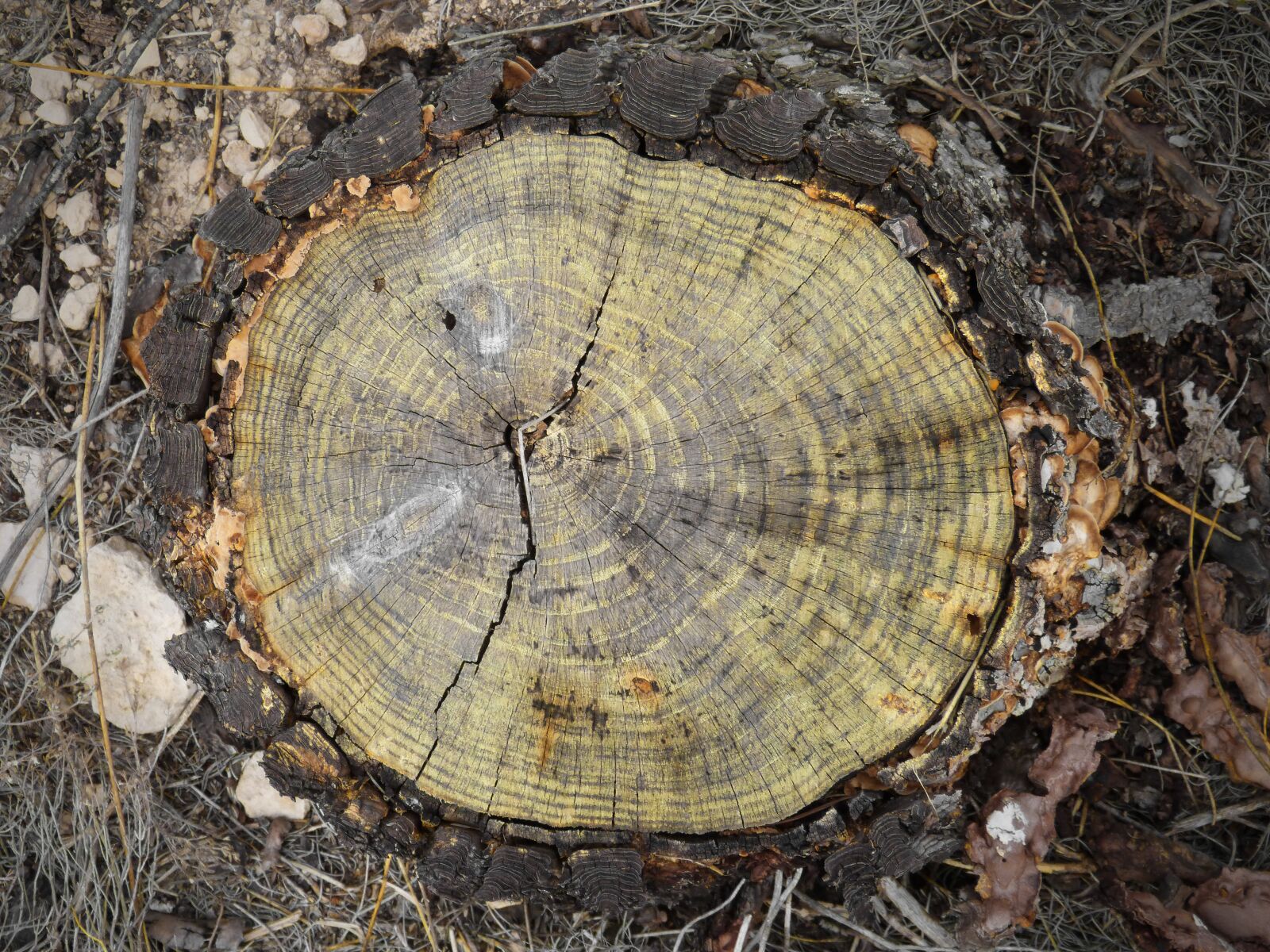 Panasonic DMC-FZ62 sample photo. Trunk, cross-section, rings photography