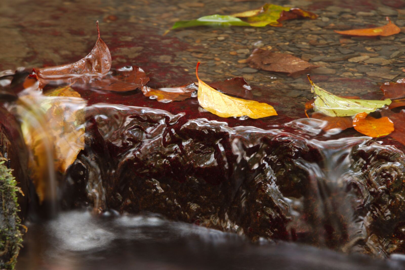 Nikon D5500 sample photo. Fall leaves, water, autumn photography