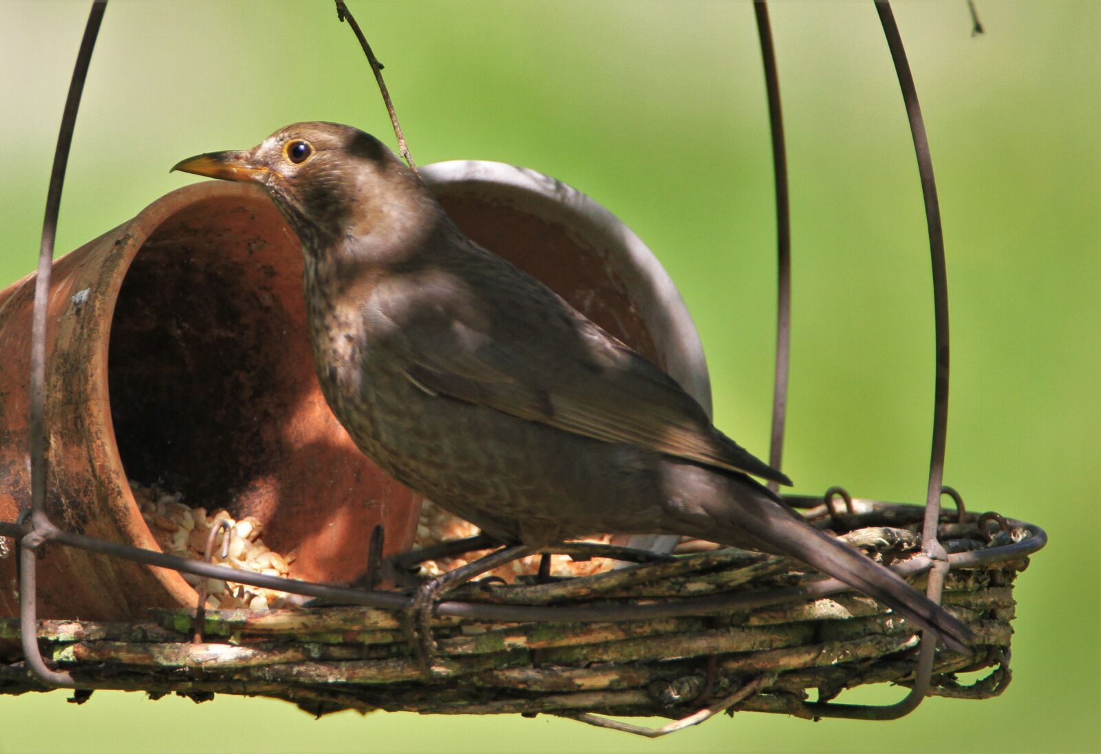 Canon EOS 7D + Tamron SP 150-600mm F5-6.3 Di VC USD sample photo. Blackbird, throttle, bird photography