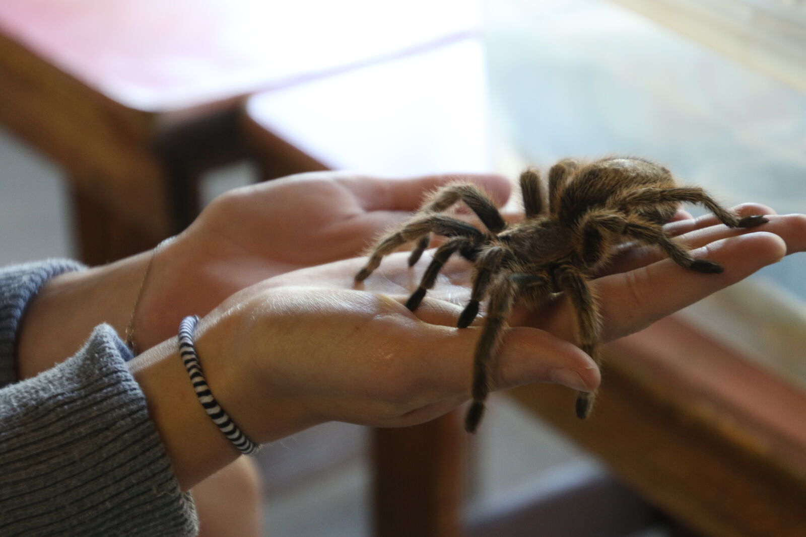 Canon EOS 7D Mark II sample photo. Animal, big, brave, hairy photography