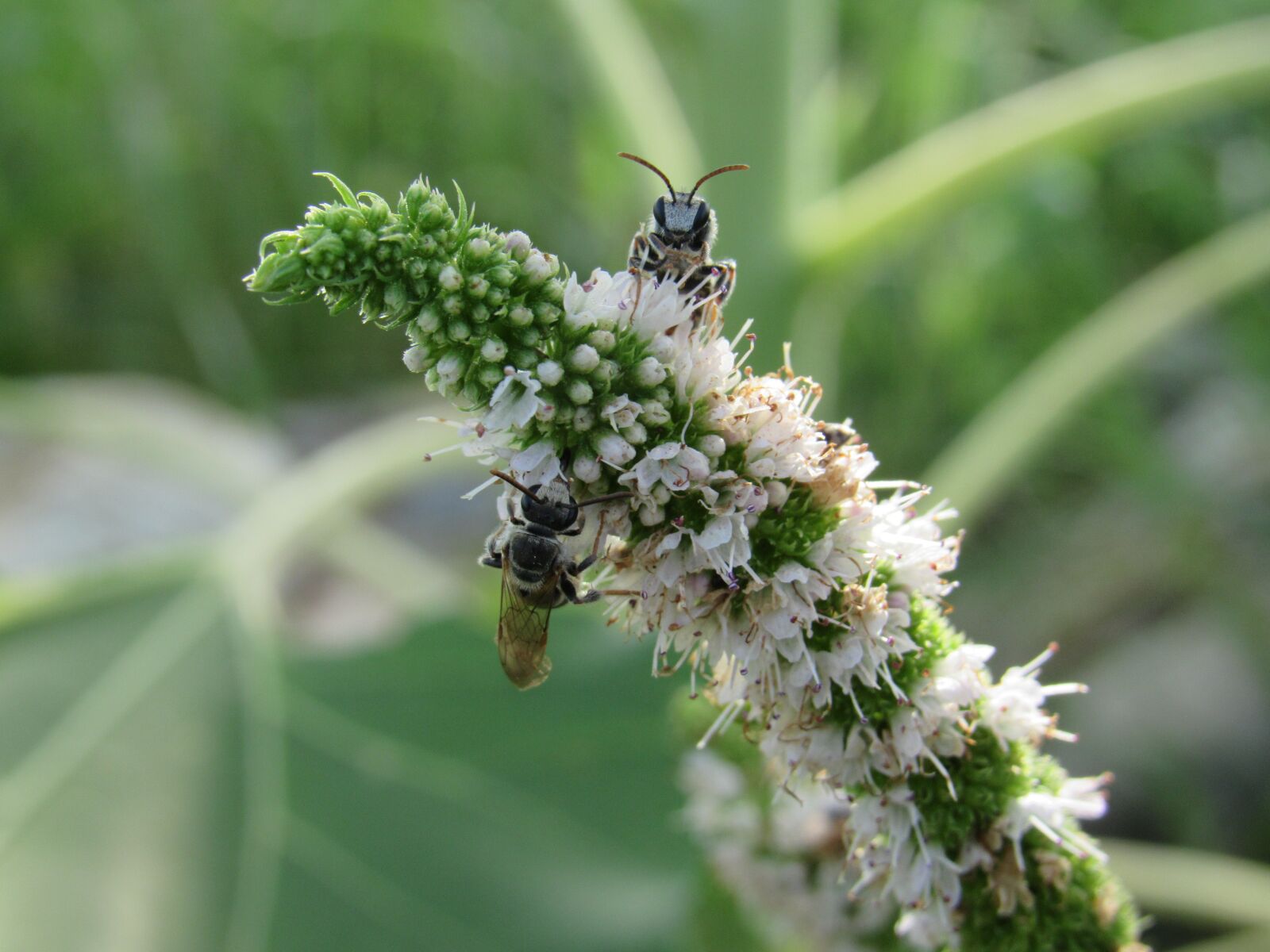 Canon PowerShot SX530 HS sample photo. Bees, flower, white photography