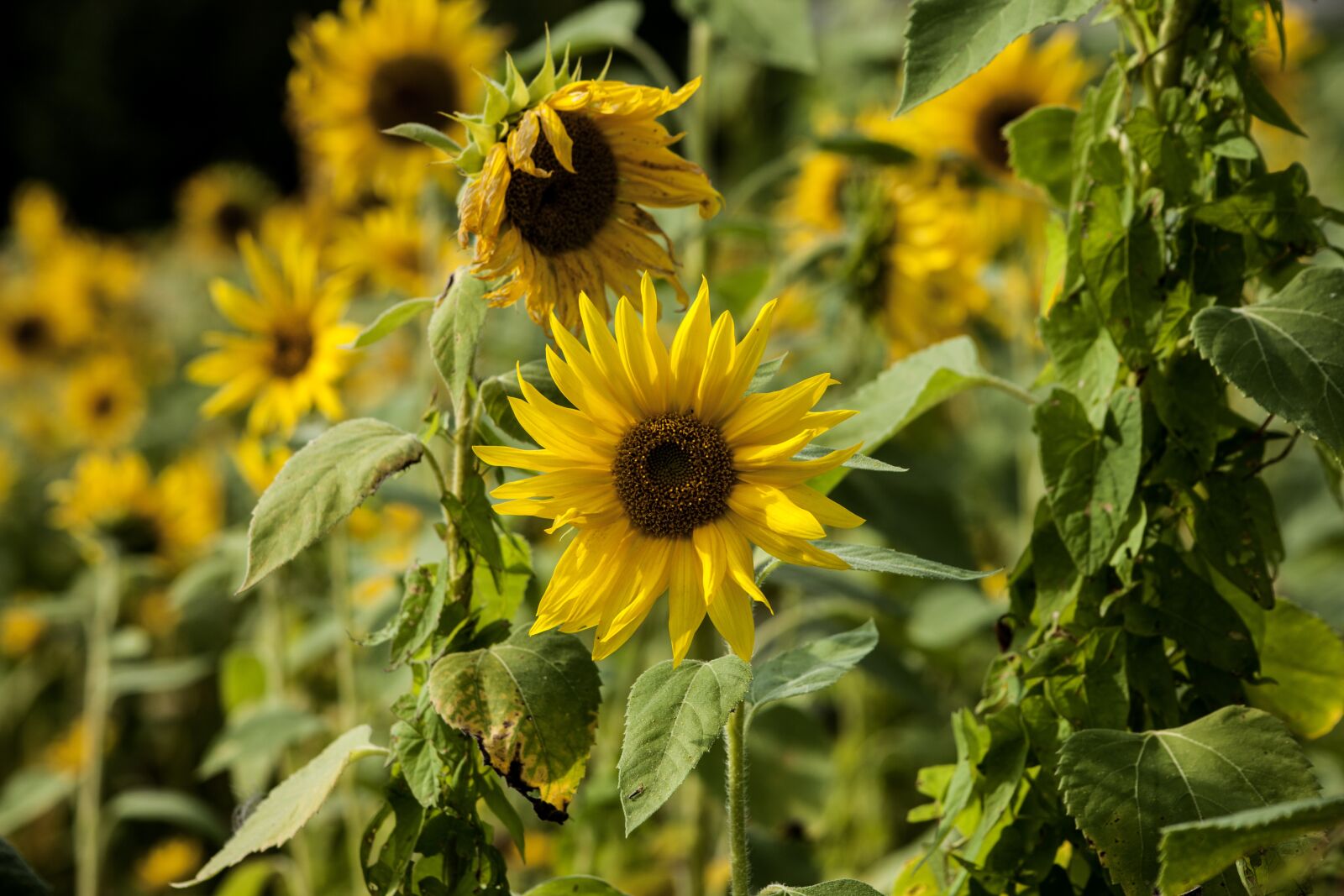 Canon EOS 5D Mark II + Canon EF 90-300mm F4.5-5.6 sample photo. Flower, sunflower, yellow photography