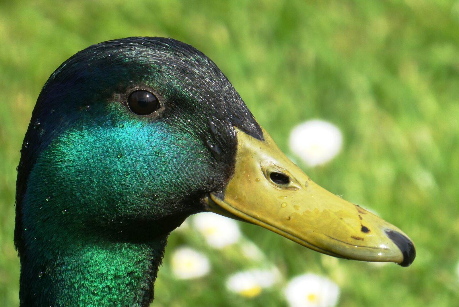Panasonic Lumix DC-ZS70 (Lumix DC-TZ90) sample photo. Duck, drake, male photography