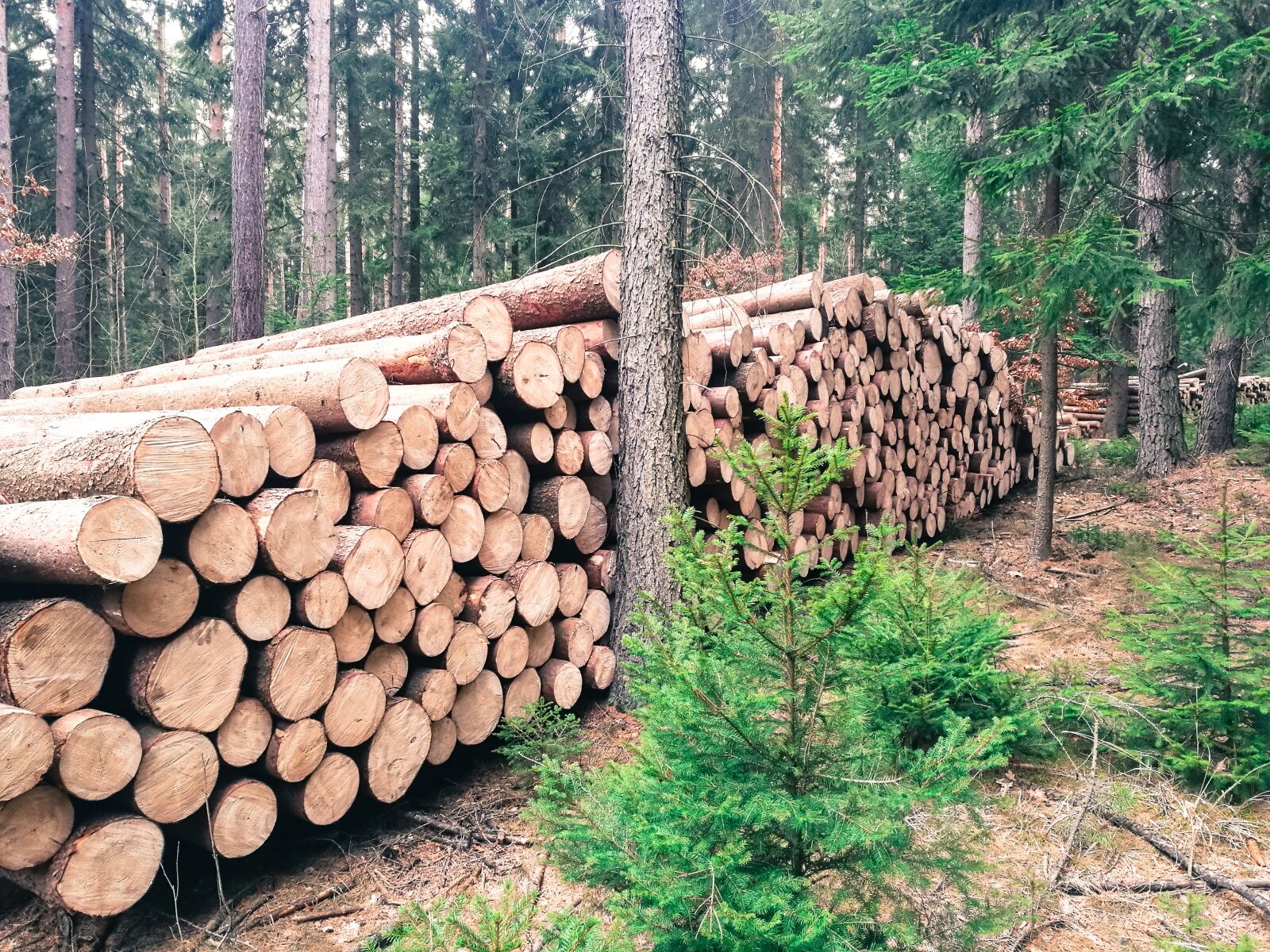 HUAWEI P9 sample photo. Forest, wood, gardening photography