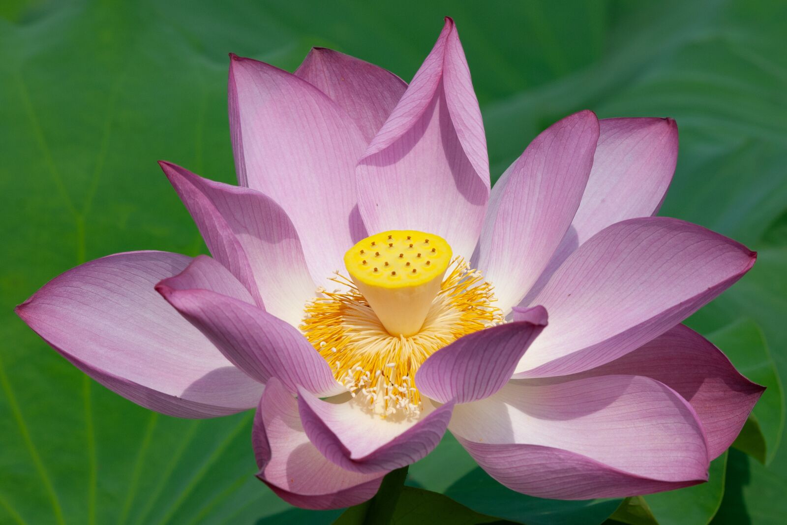 Nikon D200 sample photo. Lotus flower, blossom, bloom photography