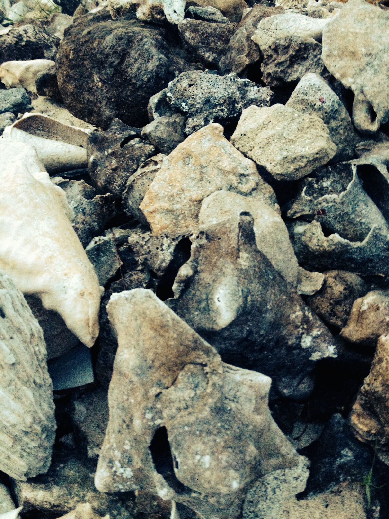 iPhone 4S back camera 4.28mm f/2.4 sample photo. Grey, nuetral, rock, shell photography