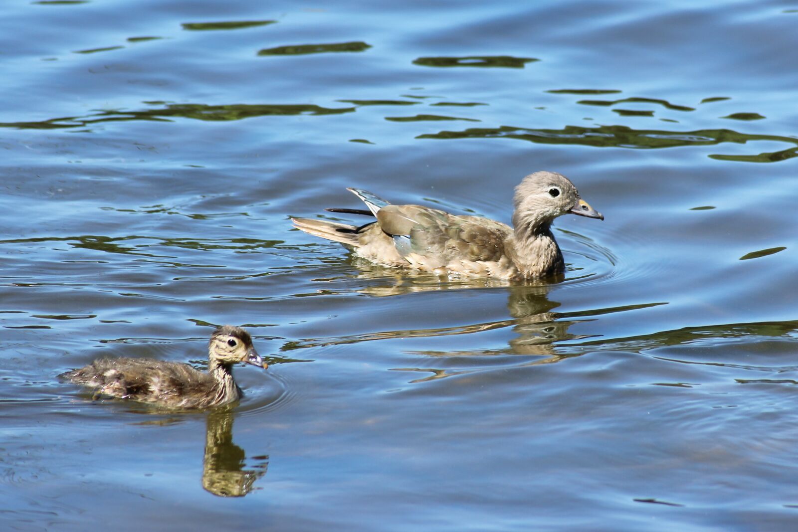 Canon EOS 600D (Rebel EOS T3i / EOS Kiss X5) sample photo. Gadwall, duck, chicken photography