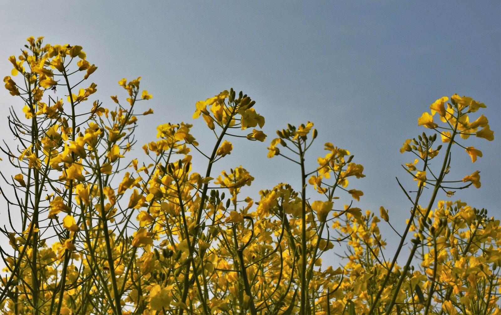 Nikon D3400 sample photo. Oilseed rape, blue sky photography