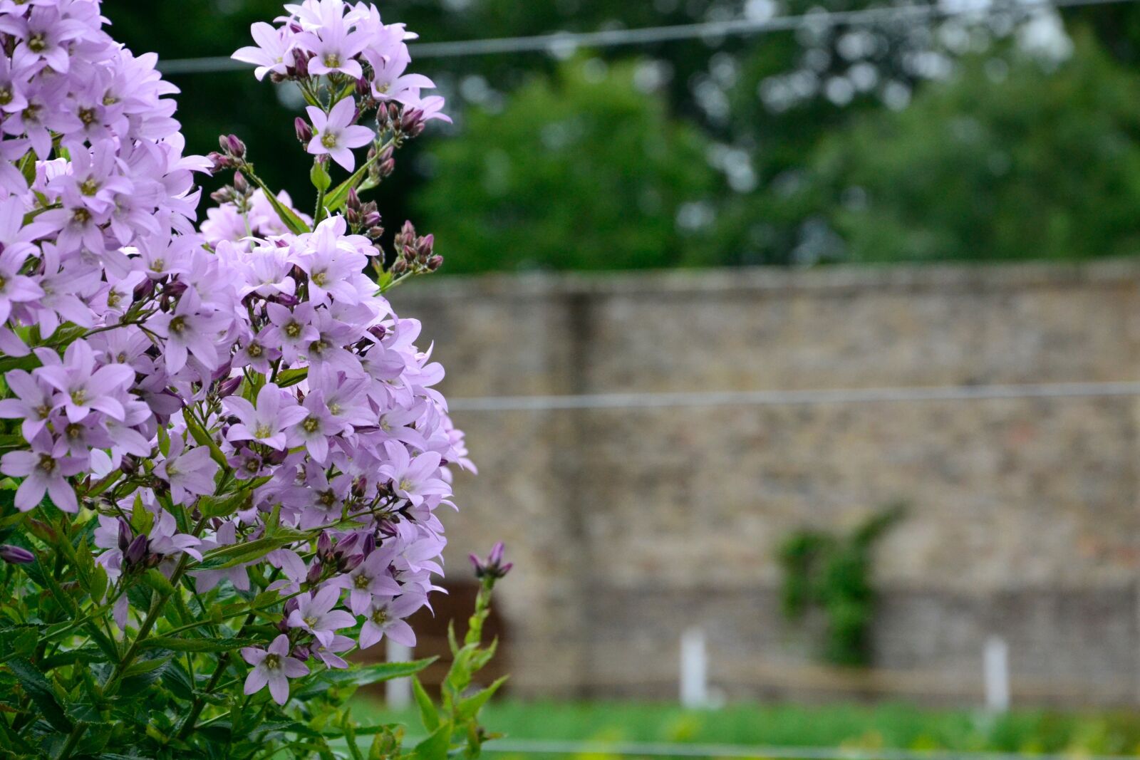 Nikon D3100 sample photo. Flowers, nature, plant photography