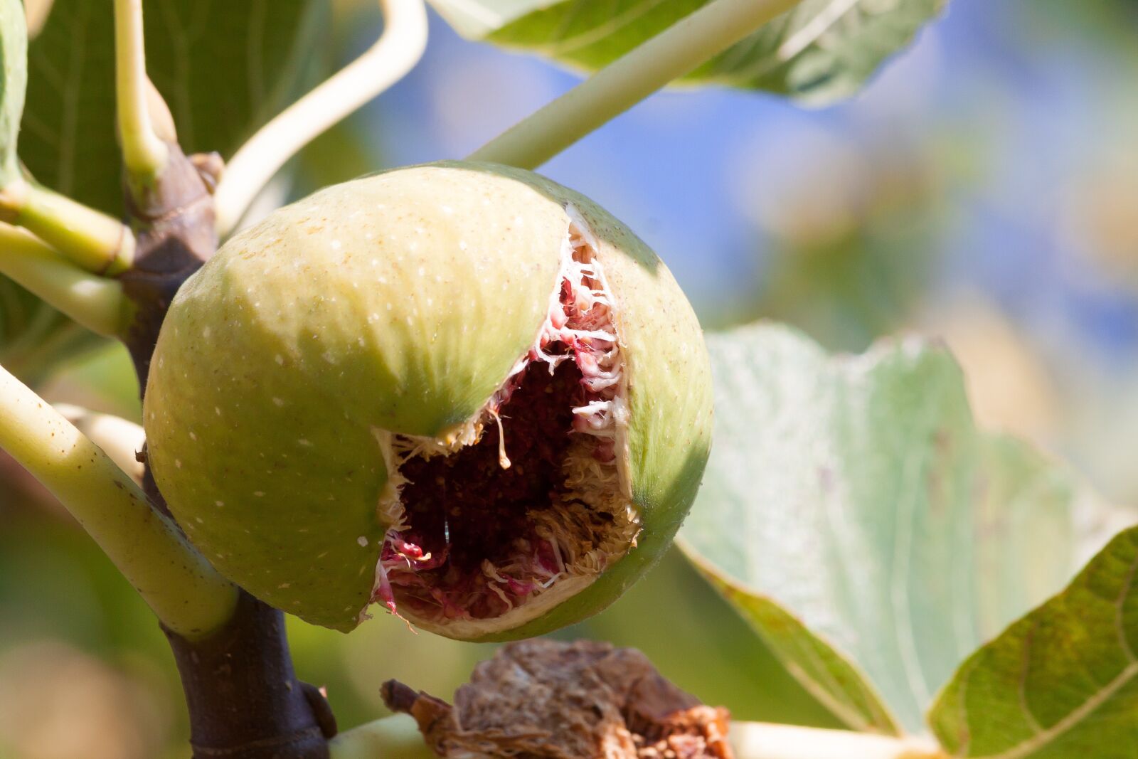 Canon EOS 50D sample photo. Fig, ripe, chappell photography