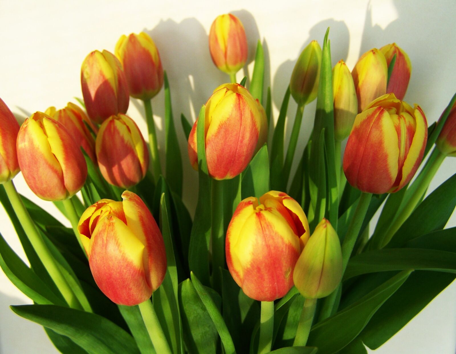 Kodak EASYSHARE ZD710 ZOOM DIGITAL CAMERA sample photo. Tulip bouquet, cut flower photography
