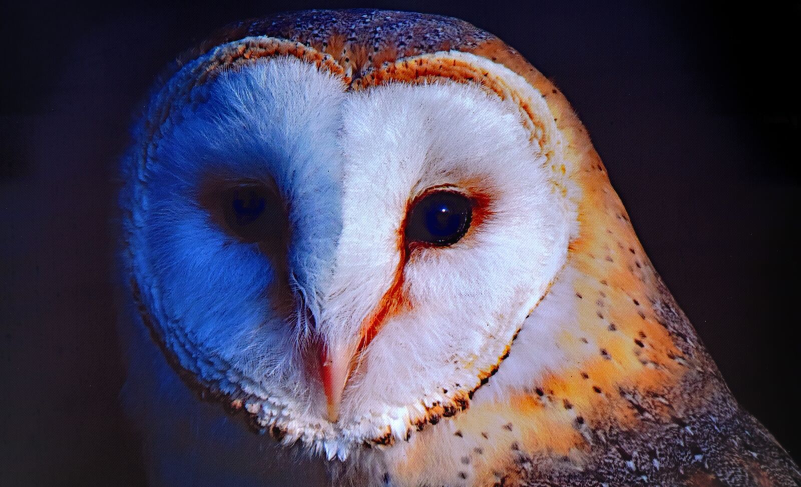 Nikon D7200 sample photo. Barn, owl, bird photography