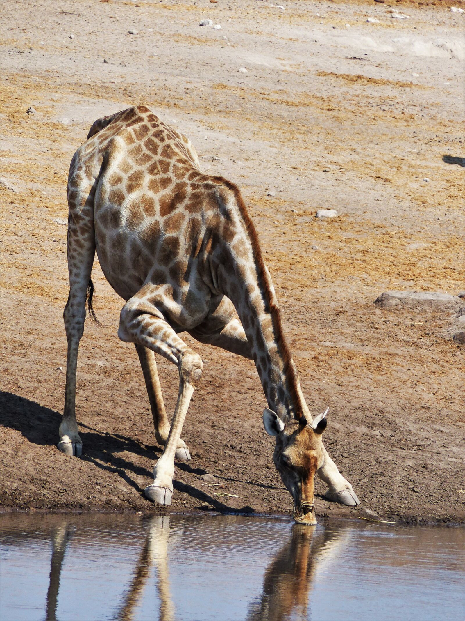 Panasonic Lumix DMC-FZ200 sample photo. Giraffe, drink, dislocate photography