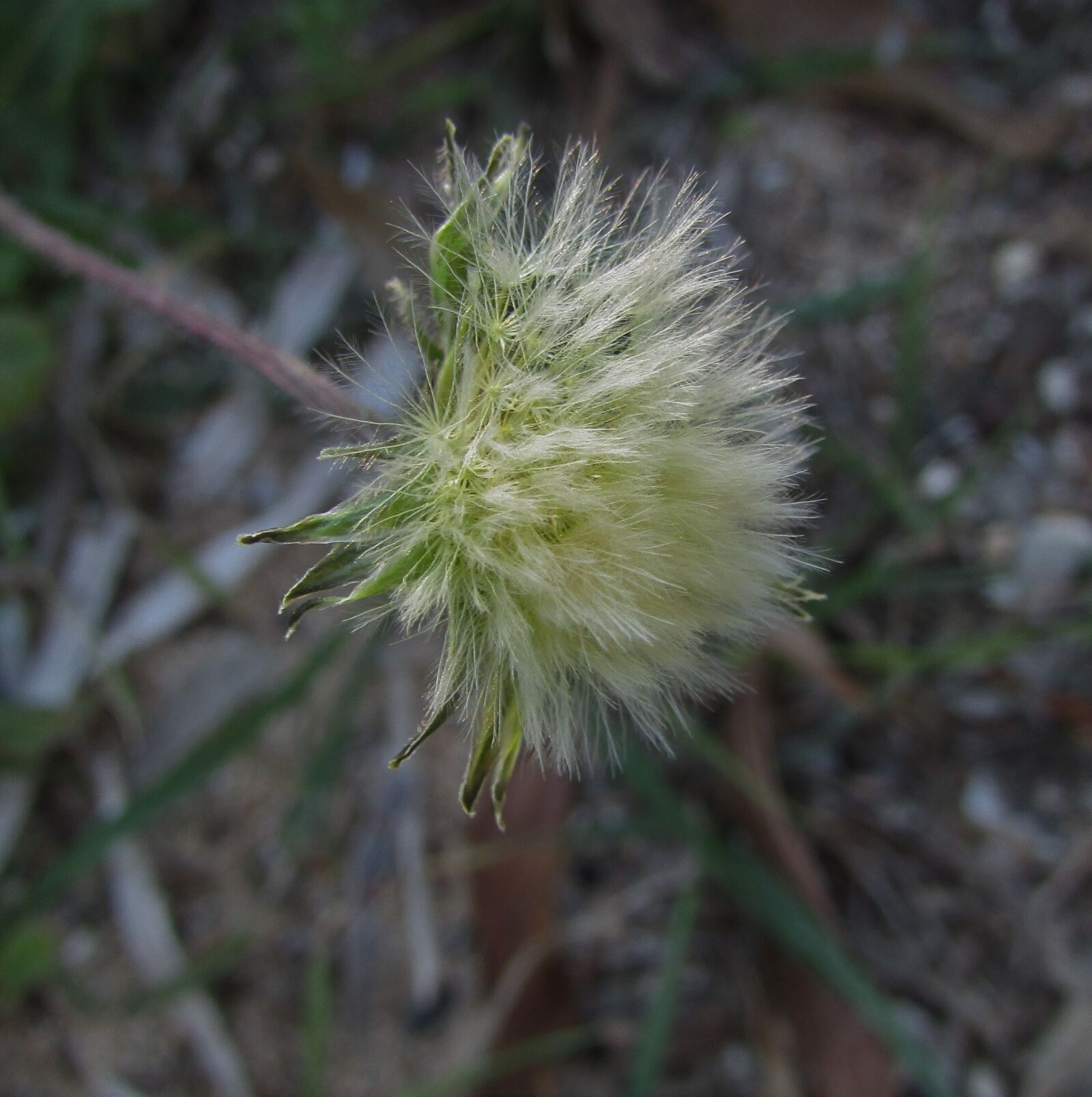 Canon PowerShot SX400 IS sample photo. Plant, wild nature, hairy photography