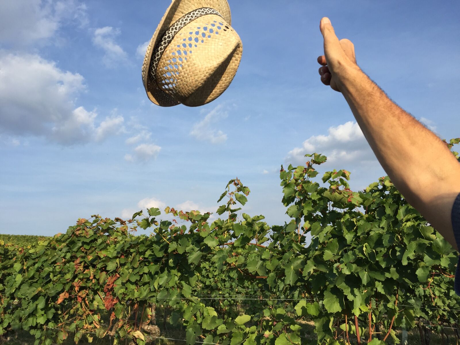 Apple iPhone 6 sample photo. Hat, vineyard, autumn photography