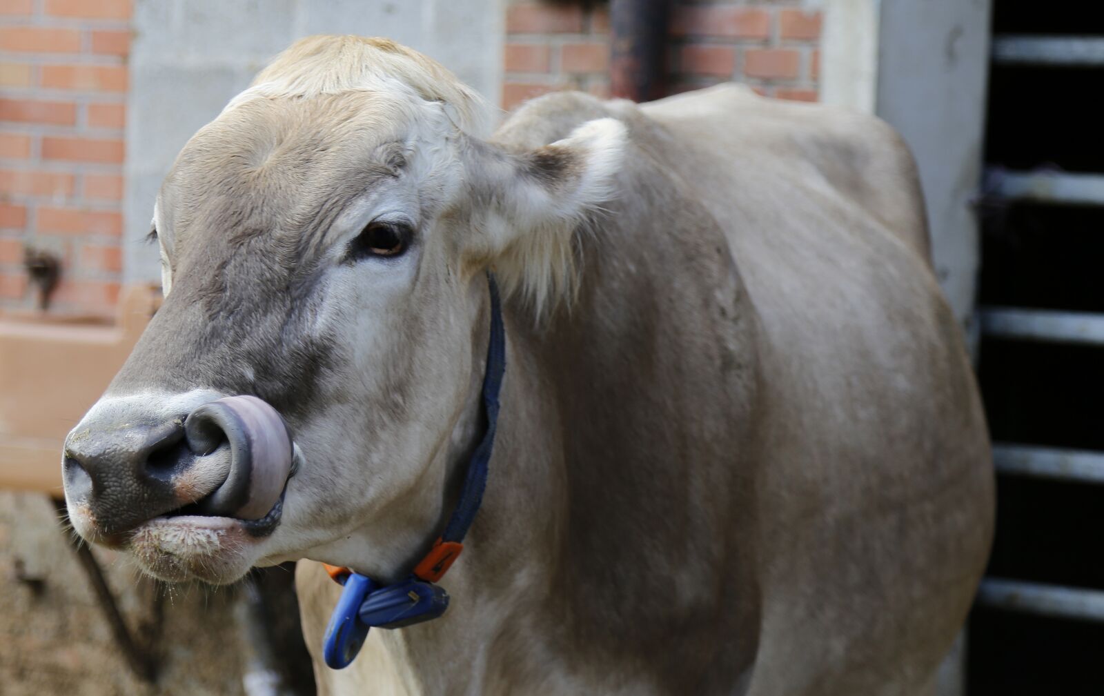 Canon EOS 6D + Canon EF 24-105mm F4L IS USM sample photo. Cow, beef, brown swiss photography
