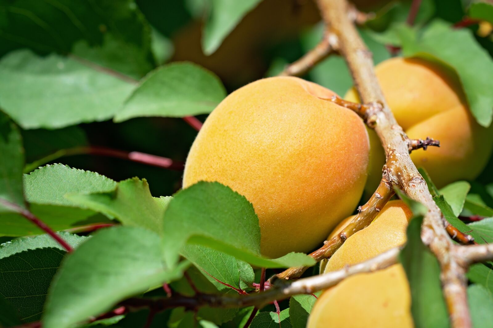Nikon D7100 sample photo. Apricots, apricot, apricot tree photography