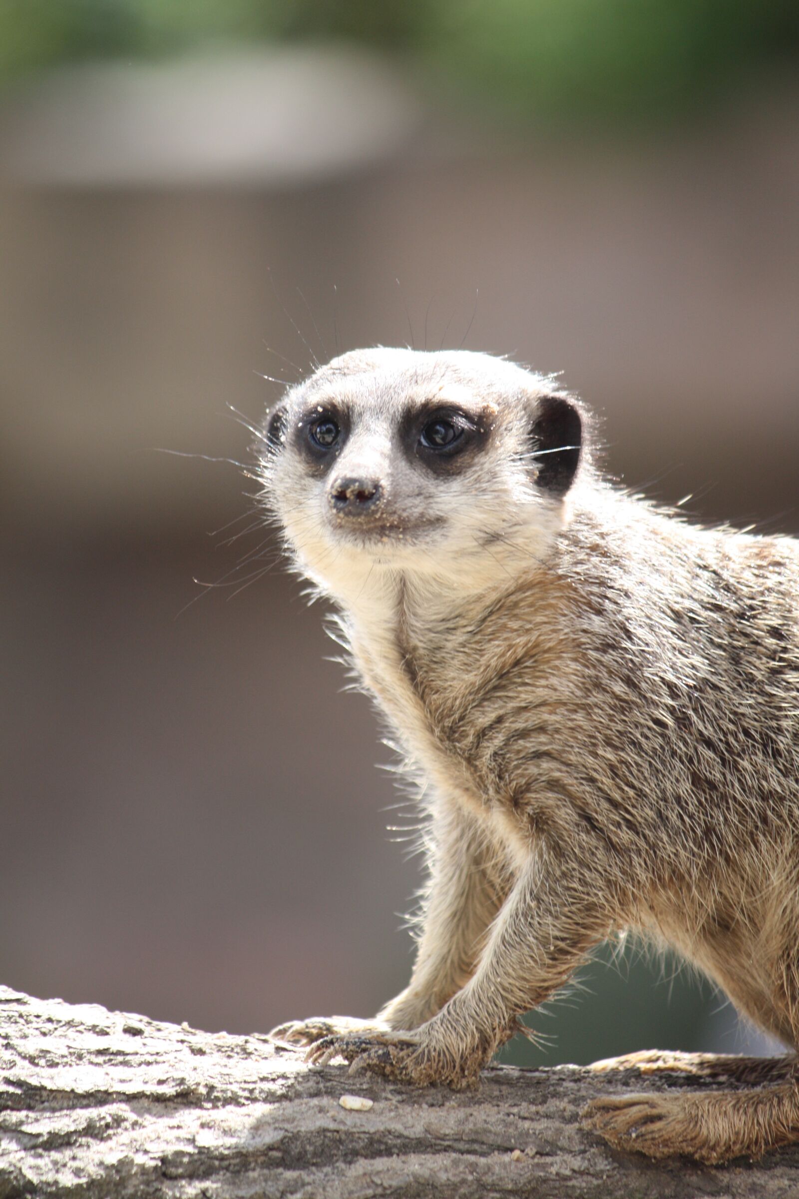 Canon EOS 450D (EOS Rebel XSi / EOS Kiss X2) sample photo. Meerkat, animal, wildlife photography