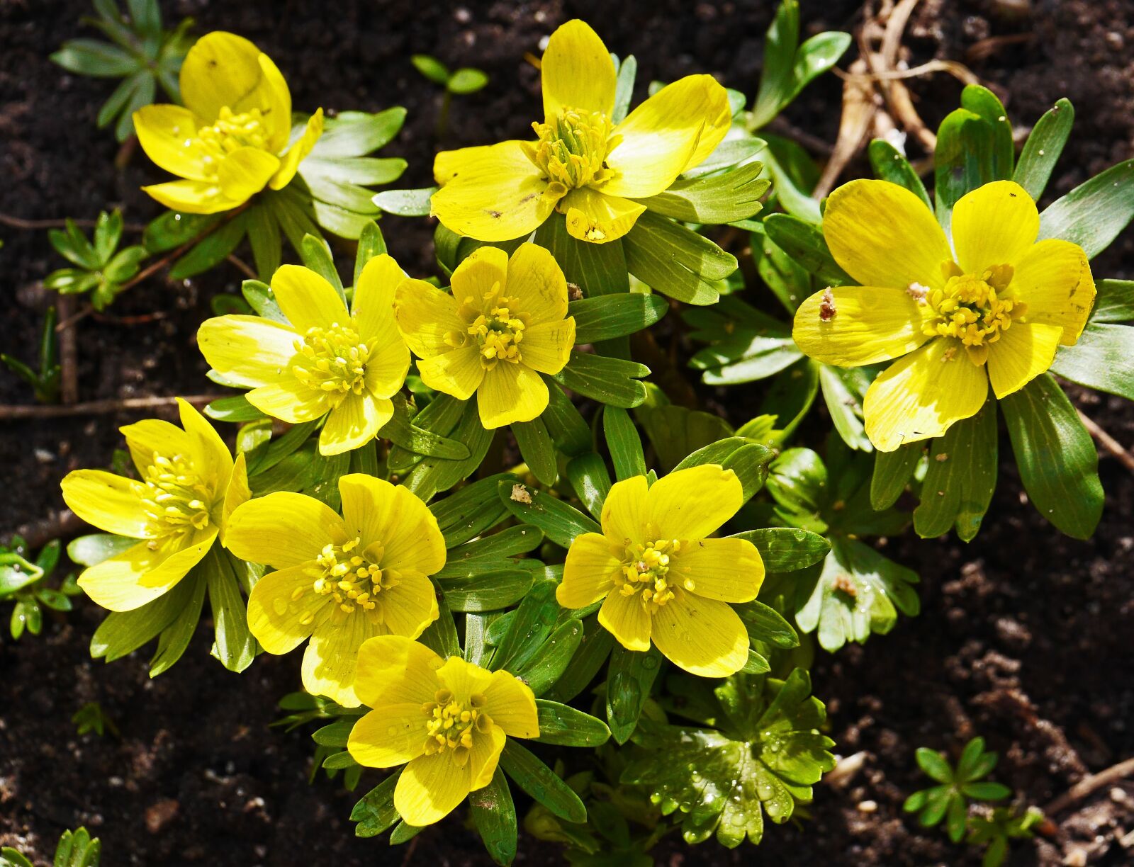 Panasonic Lumix DMC-GH3 sample photo. Winter linge, early spring photography
