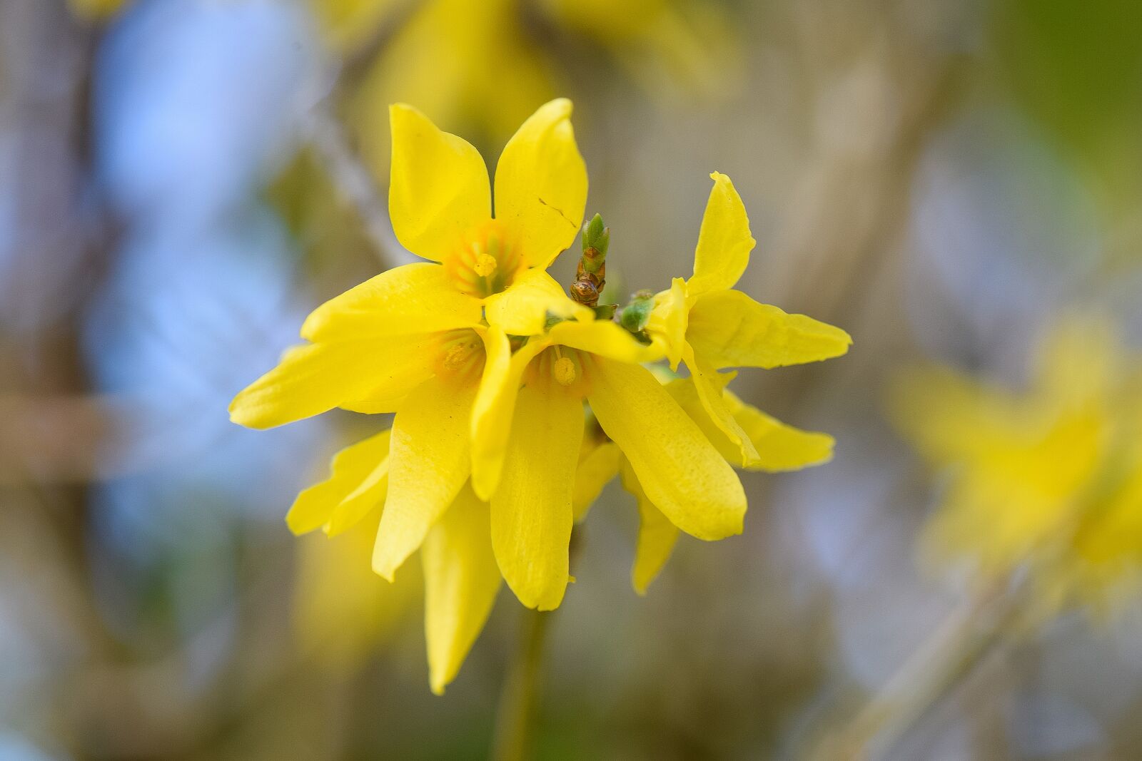 Nikon D5300 sample photo. Forsythia, spring, nature photography