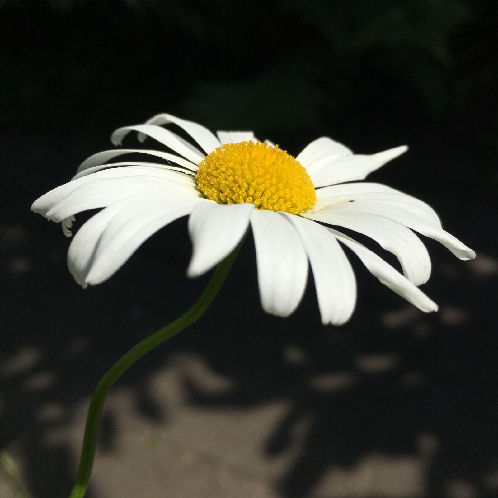 Apple iPhone 6s sample photo. Flower, nature, plant photography