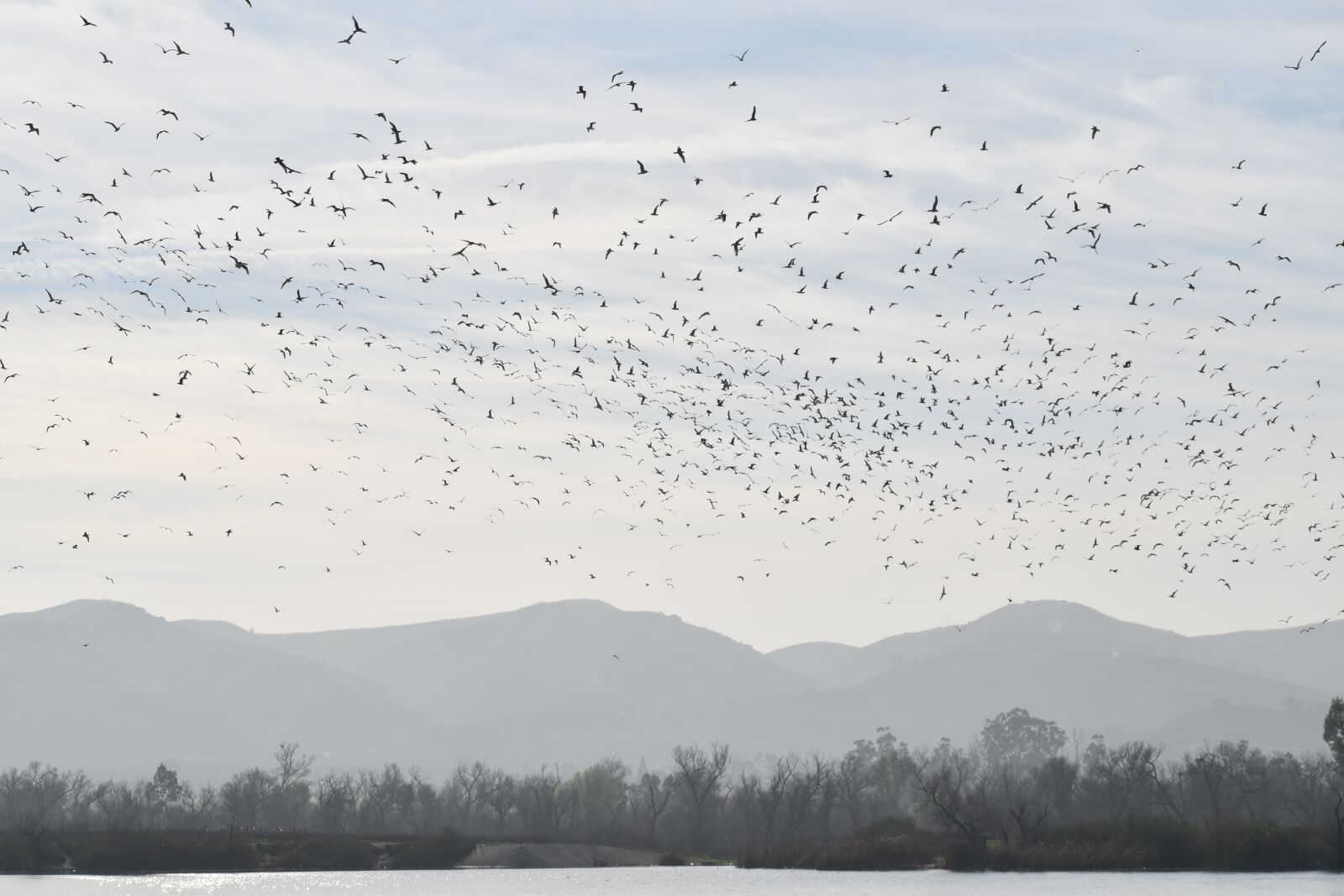 Nikon D3500 sample photo. Flock, birds, gloomy photography